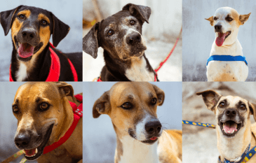 Brisanet promove evento de adoção de cães em parceria com ONGs em Fortaleza, Natal e Maceió